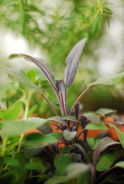 Purple Sage