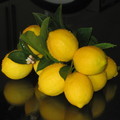 organic meyer lemons