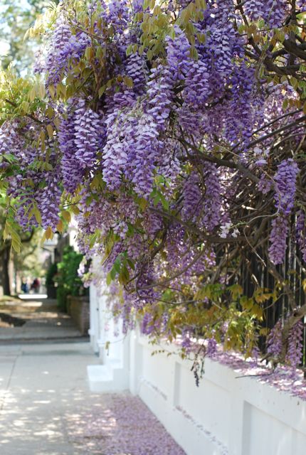 Wisteria