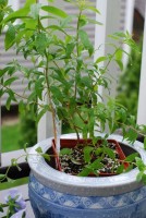 Lemon Verbena