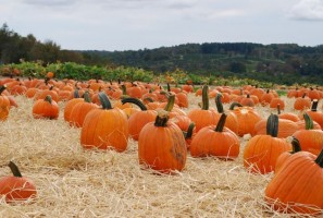 Pumpkins