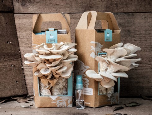 Pearly Oyster Mushroom Growing Kit in the Food52 Shop