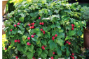 Flowering Raspberry Bush