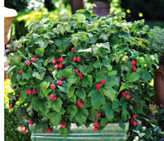 Flowering Raspberry Bush