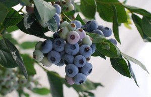 Blueberries