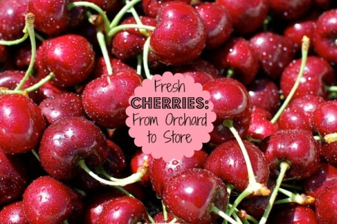 Fresh Cherries from Orchard to Store