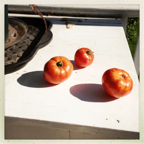 Tomatoes