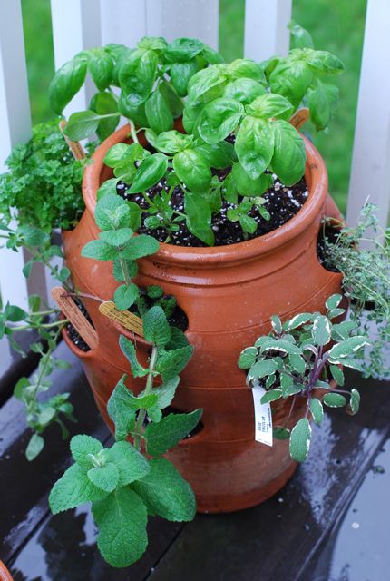 Herb pot