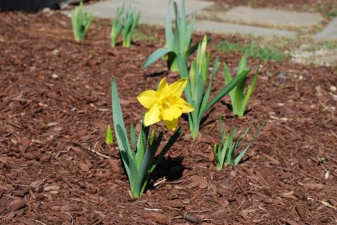 The Naptime Chef Garden Update