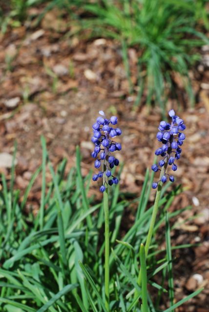 The Naptime Chef Garden Update