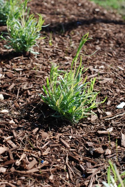 The Naptime Chef Garden Update