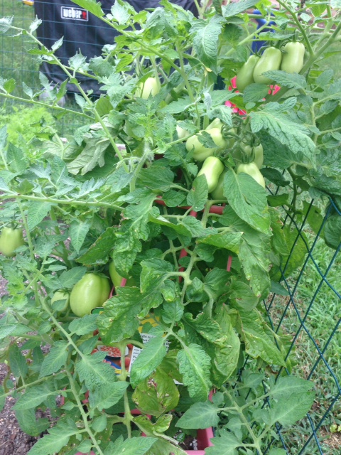 Garden Tour: Naptime Chef