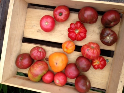 Fresh Tomatoes