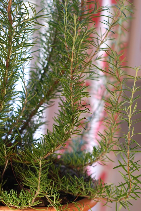 How to Care for Rosemary | The Naptime Chef