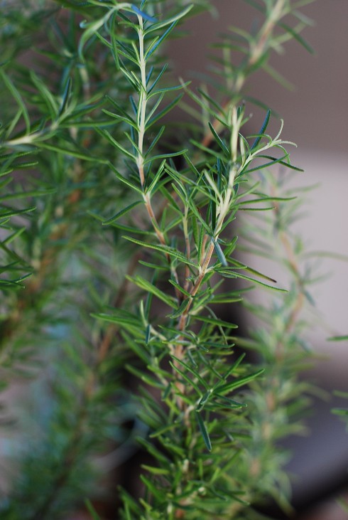 How to Care for Rosemary | The Naptime Chef