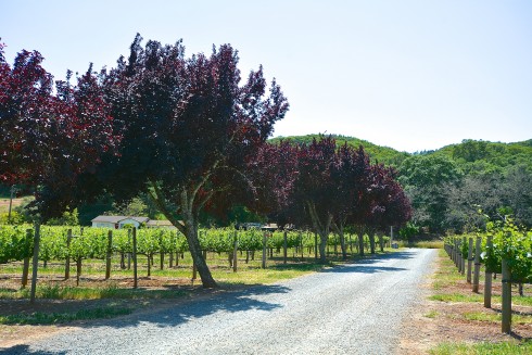 Napa Valley | The Naptime Chef