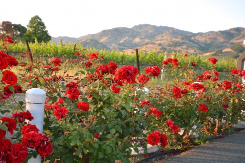 Napa Valley | The Naptime Chef