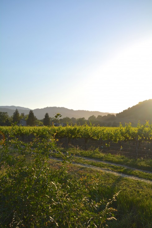 Napa Valley | The Naptime Che