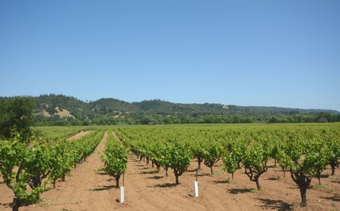 Vineyard