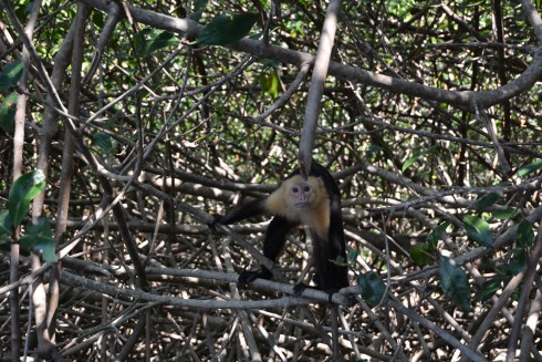 Naptime Travel: Costa Rica