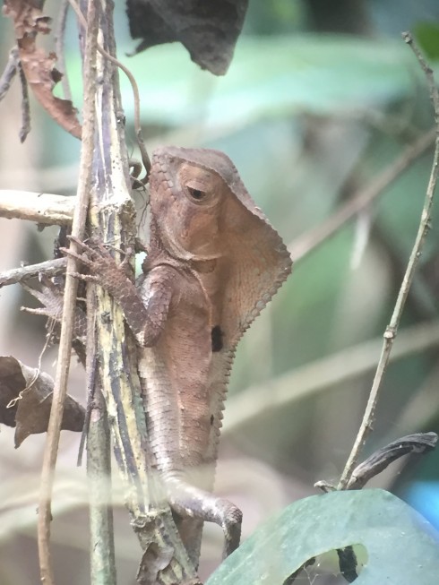 Naptime Travel: Costa Rica